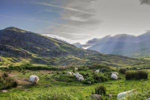 Mynyddoedd Cymru a Defaid yn Crwydro 